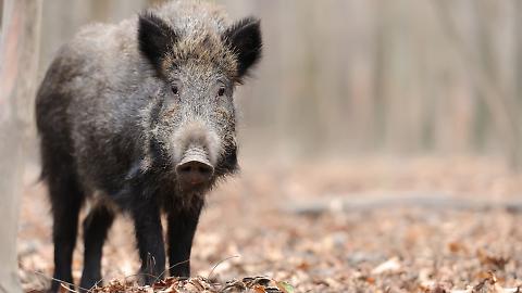 Segnalazione di positività per Peste Suina Africana in un cinghiale nel comune di Sesta Godano e inclusione in Zona CEV dei comuni della Provincia della Spezia in restrizione